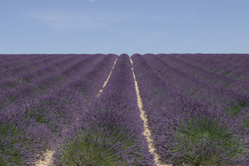 Filari di lavanda paesaggio provenzale. Campi di lavanda di Valensole . Plateau de Valensole, Alpes de Hautes Provence, Francia	