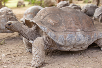 tortue géante d'Aldabra