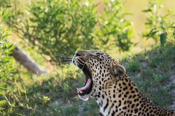 leopard