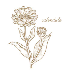 Vector image of medical plants. Calendula.