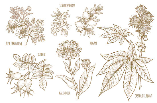 Set of vector images of medical plants.