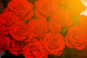 Natural red roses background