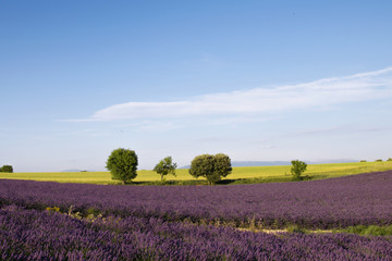 Campi di lavanda di Valensole con alberi e campi gialli fioriti. Plateau de Valensole, Alpes de Hautes Provence, Francia