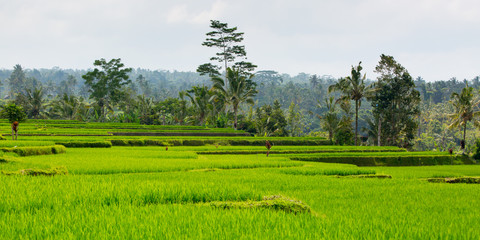 Rice Fields Near Ubud in Indonesia