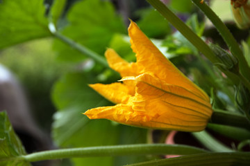 zucchini flower on a plant  in the vegetable garden