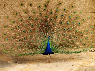 Obraz premium Peacock