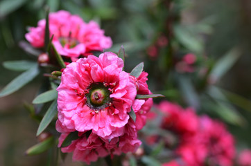 Manuka myrtle's white-pink flower blooming