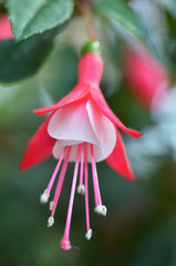 Naklejka premium Ballerina Flowers in the Gardens by the Bay