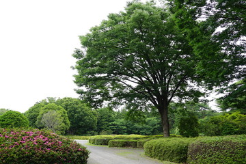 公園　庭園　庭　木々