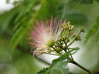 合歓の木の花咲く頃