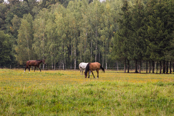 Fototapeta na wymiar three horses in the field