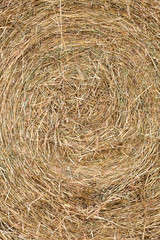 Closeup of dried hay texture