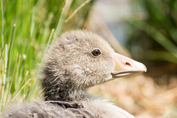 Portrait of a young Greylag Goose Chick