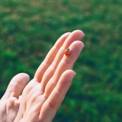 Close-up of a ladybug on the palm of the hand