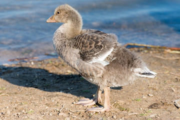 Portrait of a young Greylag Goose Chick
