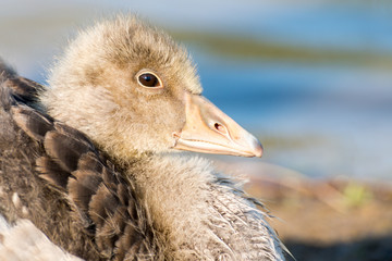 Portrait of a young Greylag Goose Chick