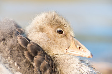 Portrait of a young Greylag Goose Chick