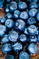 Blueberries close up