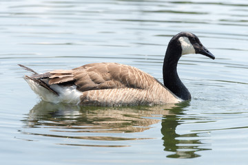 Canada Goose (Kanada Gans) swimming