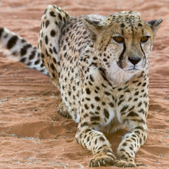 portrait of a cheetah, lying in red sand,