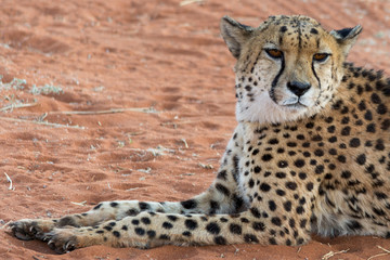 portrait of a cheetah, lying in red sand, © Friedemeier