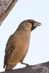 Female Weaver Bird