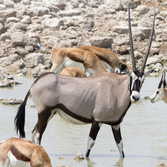 Gemsbok (Oryx Gazella)