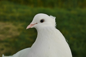 Turteltäbchen
