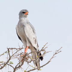 Pale Chanting Goshawk