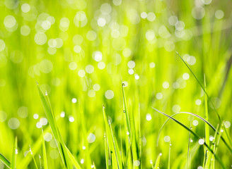 Fototapeta premium fresh grass