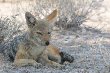 Black-Backed Jackal