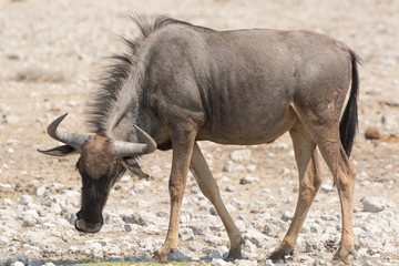 Blue Wildebeest (Brindled Gnu)