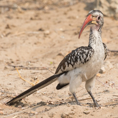 Portrait of a Red Billed Hornbill (Toko)