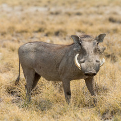 Portrait of a Warthog