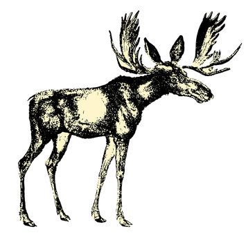 Deer, moose design template vector image