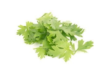 Coriander bunch isolated on white