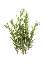 rosemary isolated on white background