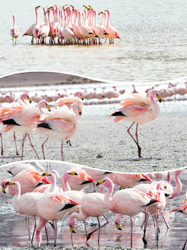 Collage of Bolivia pink flamingo images - travel background (my