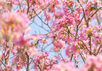pink sakura flower with clear sky