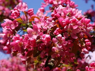 pink flowers of crabapple tree 