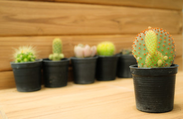 Cactus on plank and wooden background.