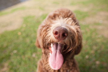 Close Up Labradoodle Nose with Tongue Out