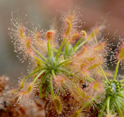 pygmy sundew Drosera scorpioides
