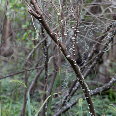 Small tree trunk with white mushroom fungus