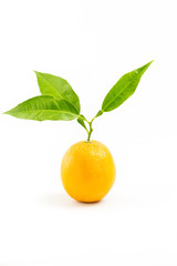 Fresh orange isolated with leafs on white background