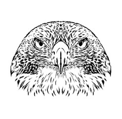 Bird. Vector illustration for greeting card, poster, or print on clothes. Eagle, falcon or hawk.