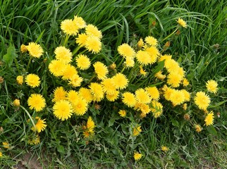 dandelions on meadow at spring