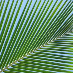 Leaf of a coco palm 