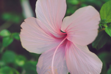 Pink hibiscus flower close-up