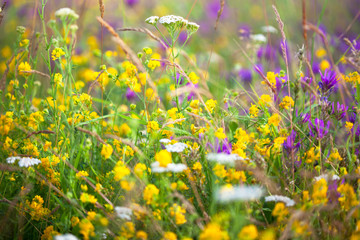 Field of yellow and purple clover flowers